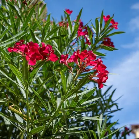 Apartamento Casa Vista Brejos *